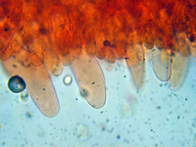 Pluteus secc. Hispidoderma (cfr. P. semibulbosus)